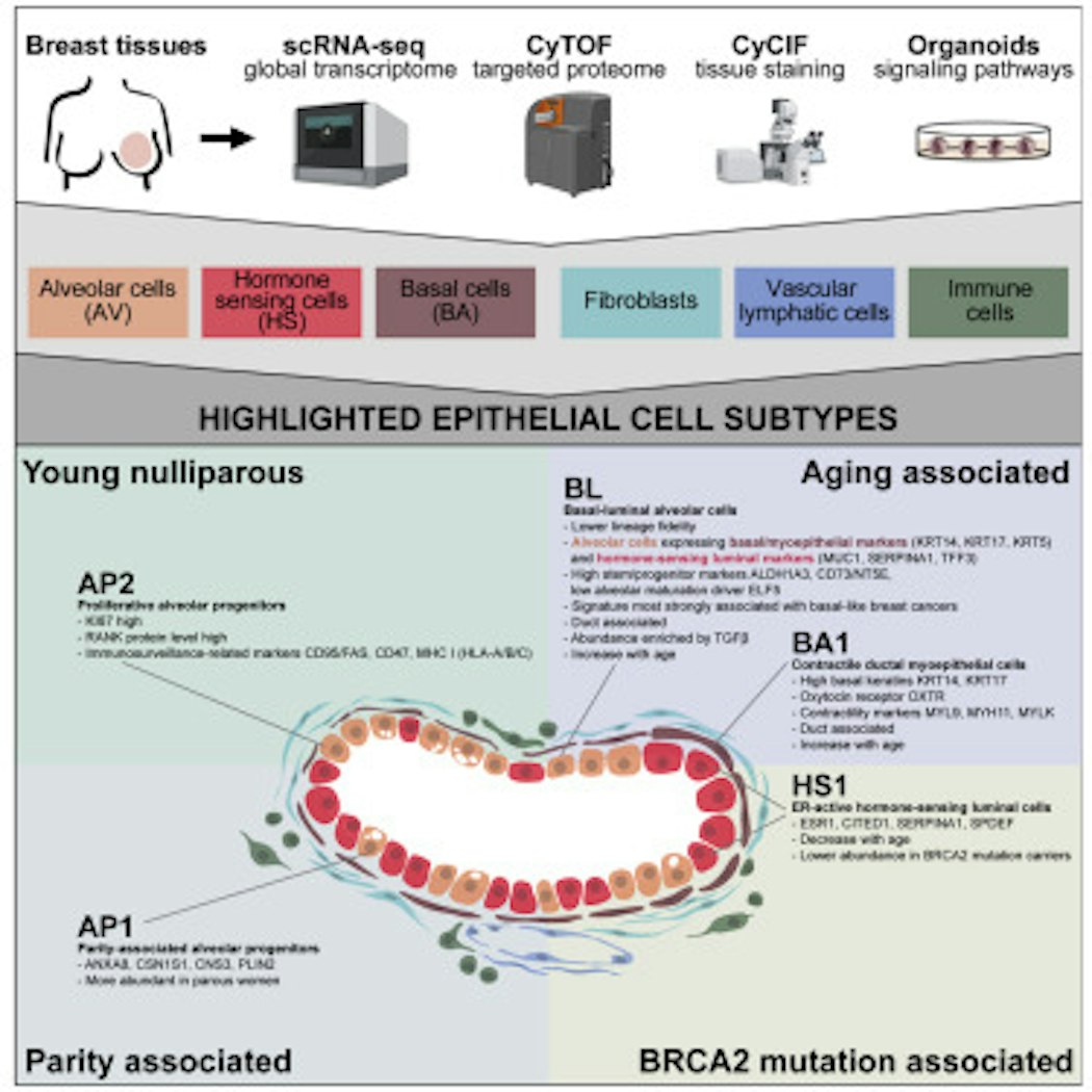 A Human Breast Atlas Integrating Single Cell Proteomics and Transcriptomics